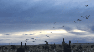 Wyoming Goose Hunting - Lewis Outdoor Adventures